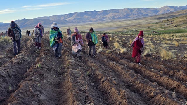 Programa de biohuertos escolares en Puno 